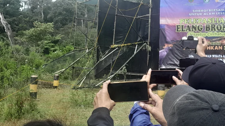 LK Taman Satwa Cikembulan Lepas Liarkan Dua Ekor Elang Brontok ke Alam Bebas