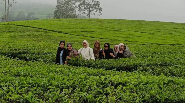 Perkebunan Teh Rancabali Wisata Alam yang Indah dan Sejuk