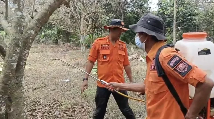 Seluas 15 Hektar Tanam Rambutan di Desa Cikaum Timur Subang, Ludes di Serang Ulat