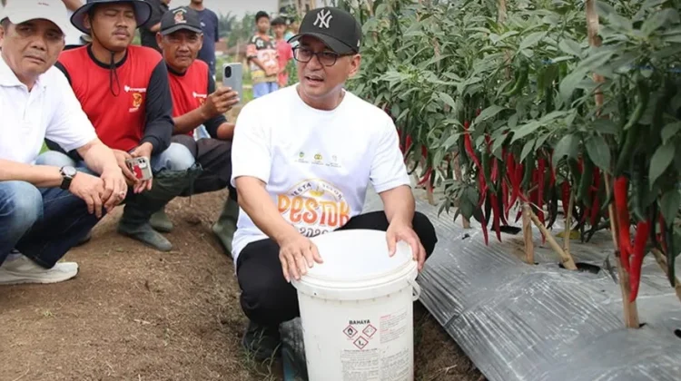 Panen Cabai Sukamenak, Bupati Tasikmalaya: Kolaborasi Ilmu dan Pengalaman Petani