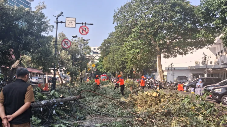 Pohon dan Tiang Listrik Tumbang di Jalan Aceh Bandung, Akses Jalan Ditutup