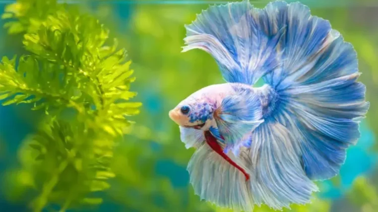 Mengenal Ikan Cupang, Ikan Hias Berwarna Indah yang Mudah Dipelihara