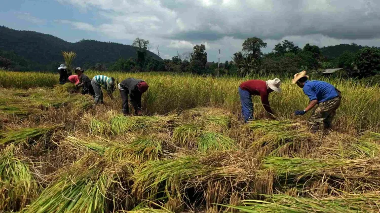 El Nino 2026 Diprediksi Buat Curah Hujan di Bawah Normal, Ini Penjelasan BMKG