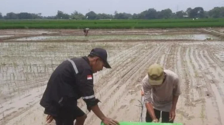Hadapi Kemarau Panjang, Petani di Binong Subang Tidak Khawatir Kekurangan Air