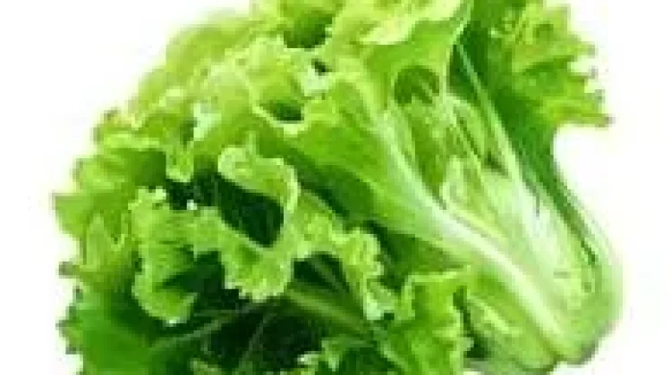 Manfaat Daun Selada untuk Kesehatan Tubuh