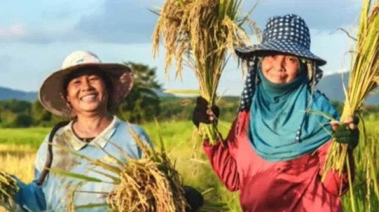 BPS Jabar: Musim Kemarau 2026,Kesejahteraan Petani Menguat