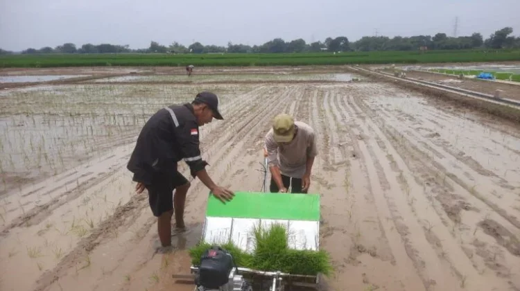 Antisipasi Kemarau Panjang,Petani di Kecamatan Binong Subang Percepat Tanam
