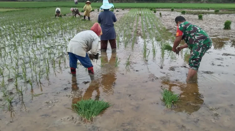 Kodim 0605/Subang Kerahkan Babinsa, Kawal Ketahanan Pangan Hadapi Fenomena Elnino