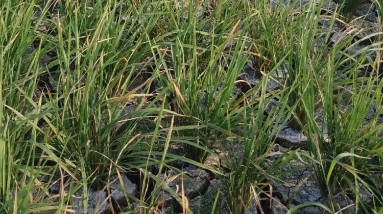 Sawah di Desa Rancadaka Subang Kekeringan, Petani Khawatir Gagal Panen