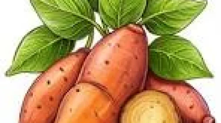 Manfaat Ubi Jalar untuk Kesehatan Tubuh