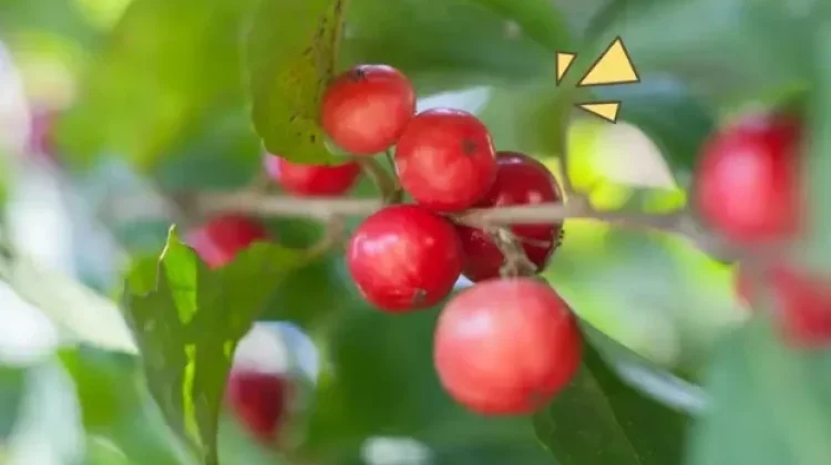 Lobi-Lobi,Buah Langka Banyak Manfaat