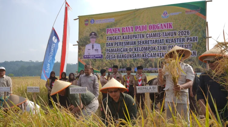 Perkuat Swasembada Pangan, Pemkab Ciamis dan BI Tasikmalaya Panen Padi Organik