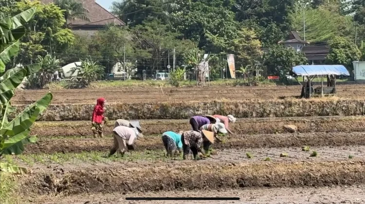 Ratusan Hektar Lahan Pertanian di Kabupaten Bandung Terancam Kekeringan