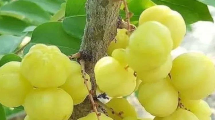 Cereme, Sebutan Buah Kecil yang Langka