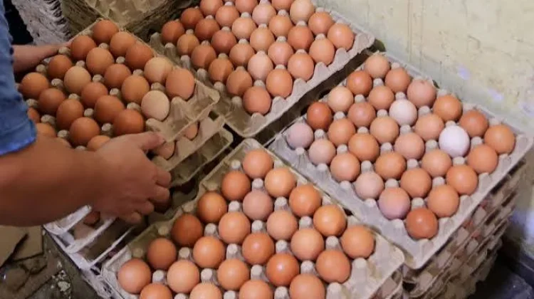MBG Kembali Berjalan, Harga Ayam dan Telur Kembali Naik