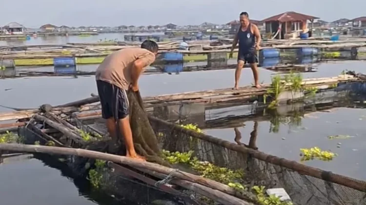 Petani Jaring Apung Waswas Fenomena Upwelling