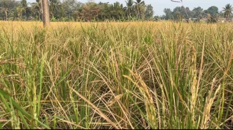 Puluhan Hektar Sawah di Ciranjang Cianjur Gagal Panen