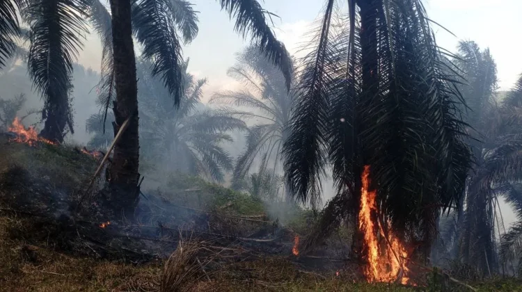 Belasan Hektar Lahan HGP Perkebunan PT Condong Garut Terbakar