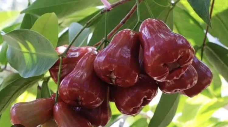 Jambu Air Merah Buah yang Mengandung beragam Nutrisi