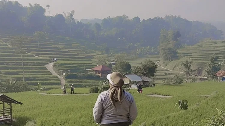 Destinasi Cisema Menyimpan Keindahan Alam Pesawahann