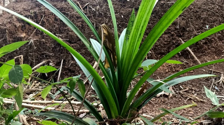 Sederet Manfaat Daun Pandan untuk Kesehatan