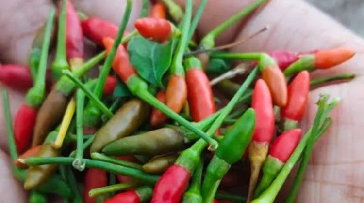Kandungan Nutrisi di Balik Pedasnya Berbagai Cabe