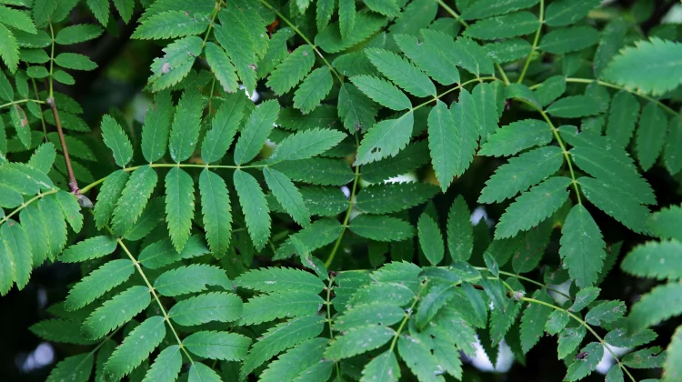 Manfaat Meniran untuk Kesehatan: Herbal Tradisional dengan Beragam Khasiat