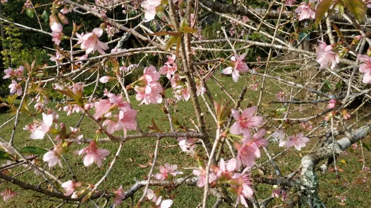 Musim Mekar Sakura Panorama Bunga Memikat di Kebun Raya Cibodas
