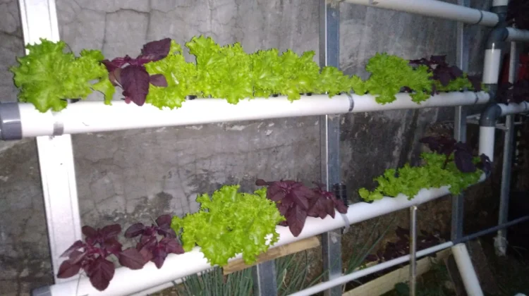 Urban Gardening, Hobi Berkebun yang Menyehatkan dan Ramah Lingkungan