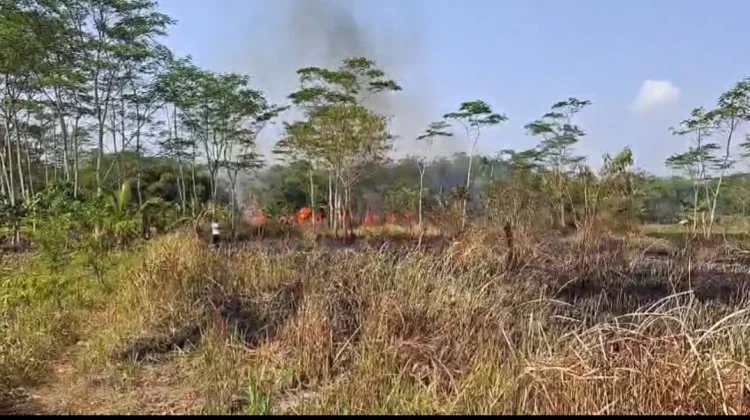 Diduga akibat Puntung Rokok, Satu Hektar Lahan Alang - alang di Tasikmalaya Terbakar