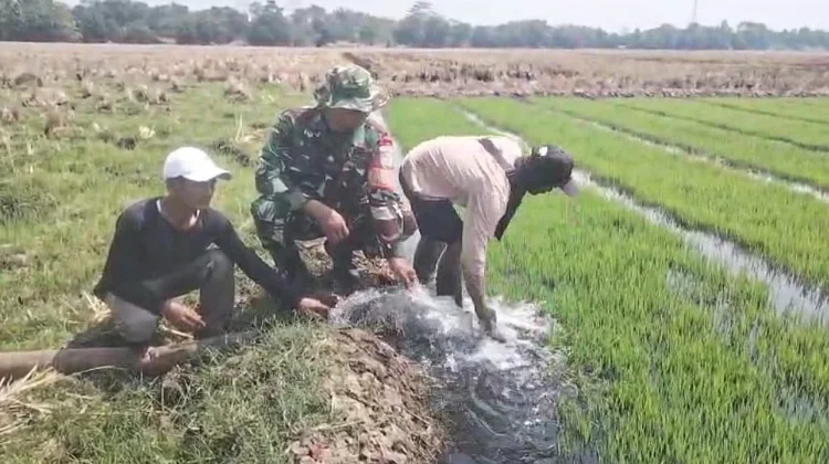 Pendampingan Pompa Air , Upaya TNI Jaga Produktivitas Patani
