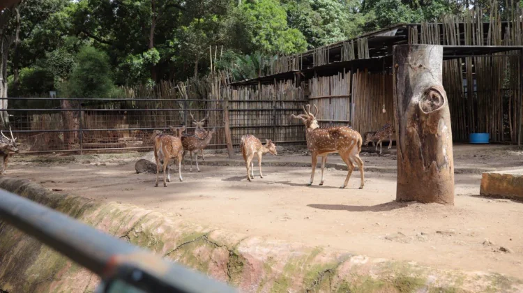 Pemkot Bandung Tegaskan Pengelolaan Bandung Zoo Berada Kewenangan Fauna Land