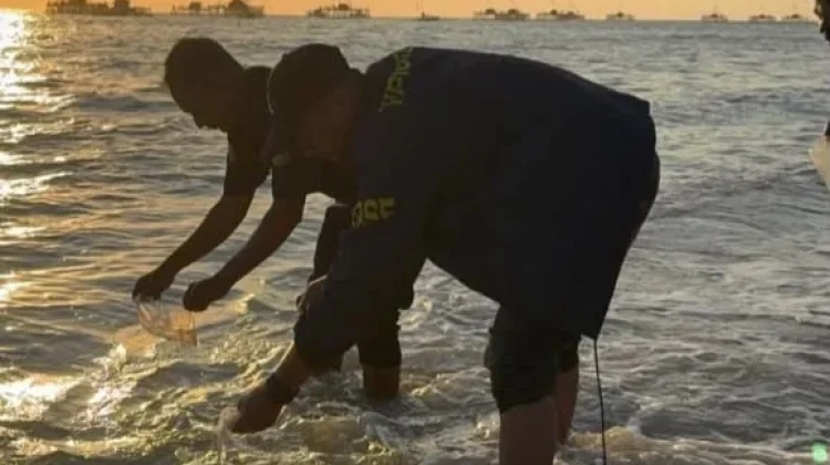 KKP dan Polres Garut Lepas Liarkan Ribuan Benih Benur