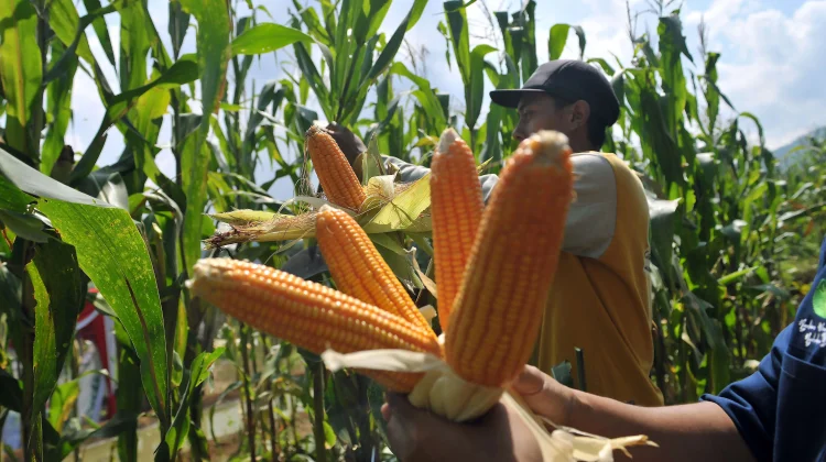 Sektor yang Terdampak El Nino 2026: Pertanian Rentan, Perikanan Bisa Diuntungkan