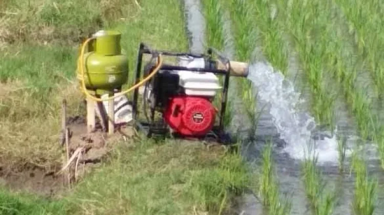 Kemarau Panjang Ancam Sawah di Pantura Subang, Petani Khawatir Gagal Panen