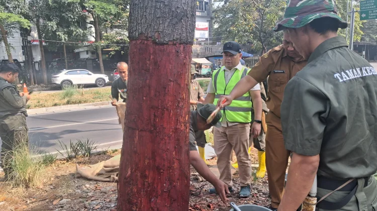 11 Pohon di Jalan Pahlawan Bandung Dikuliti, DLH Lakukan Perawatan Intensif