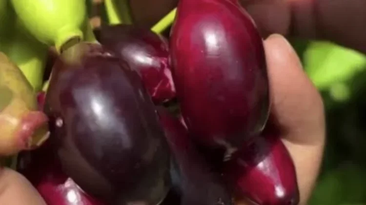 Jamblang, Buah yang Langka dan Nyaris Hilang