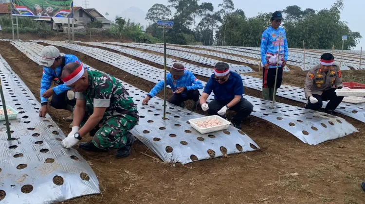 Swasembada Pangan, Pemkab Dukung Gerakan Tanam Bawang Putih