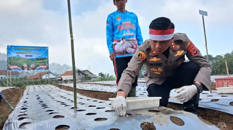 Dukung Swasembada Pangan Polisi Bantu Tanam Bawang Putih