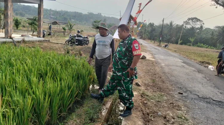 Jaga Produktivitas Padi, Babinsa Kalijati Cek Kesiapan Irigasi dan Ketersedian