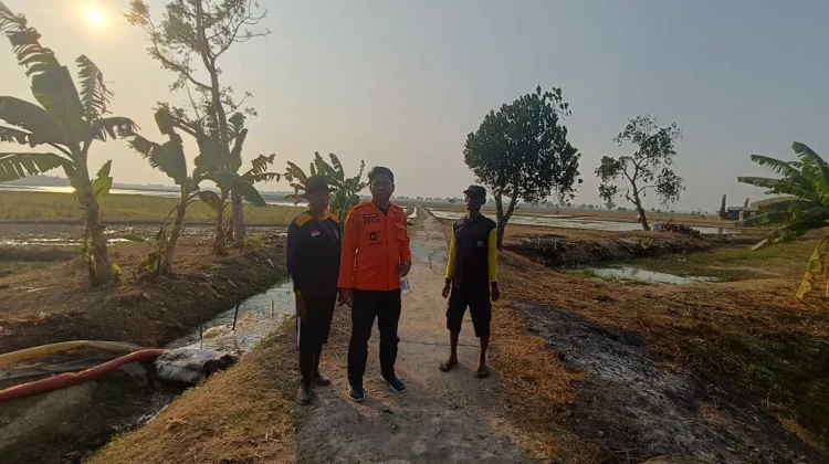 Selama Kemarau, BPBD Subang Catat 159 Hektar Lahan Sawah Kekeringan di 2 Kecamatan