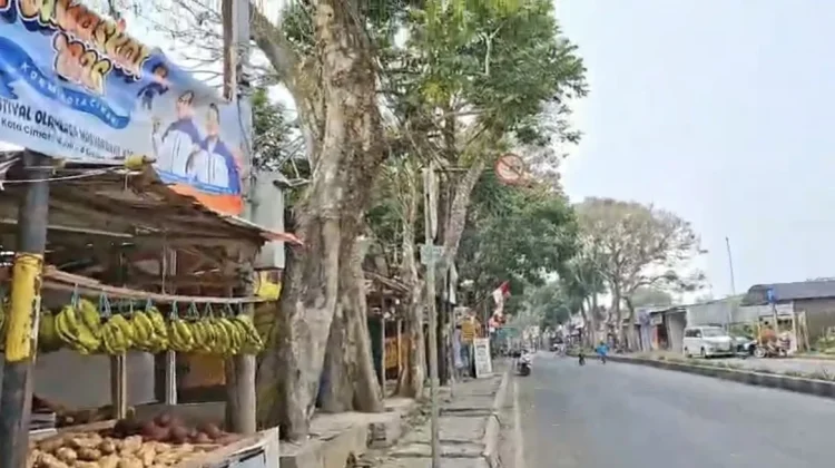 Pembangunan Drainase, Sejumlah Pohon di Jalan Hardjakusumah akan ditangani