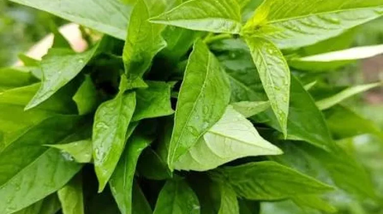 Tanaman Herbal Obat Tradisional untuk Membantu Meredakan Demam