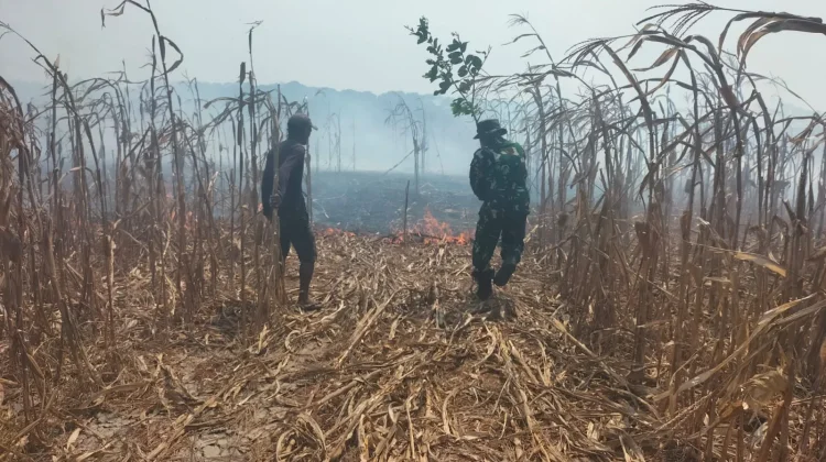 TNI dan Warga Gotong royong Padamkan Api di Kaliangsana Kalijati Subang
