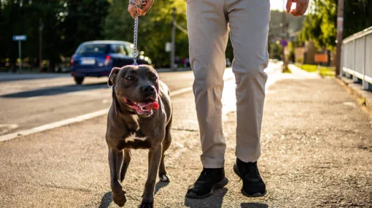 Kasus Pitbull Serang Bocah, Dispangtan Cimahi Ingatkan Bahaya Anjing Agresif