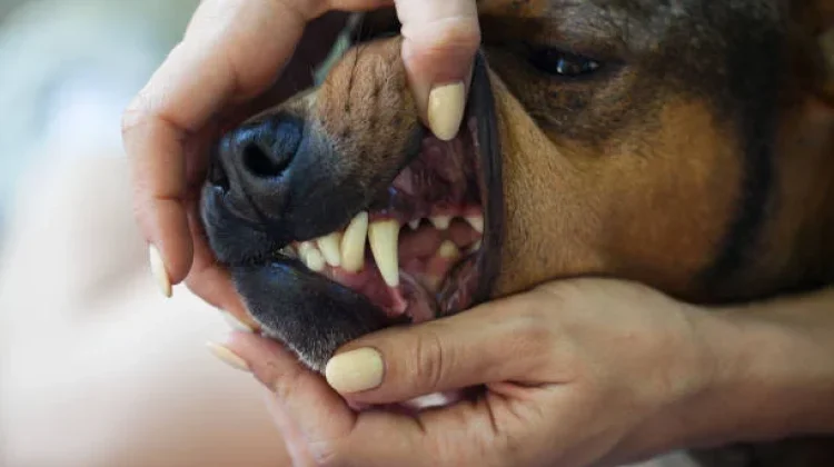 Anjing Menggigit Manusia, Dispangtan Cimahi Jelaskan Prosedur Observasi Rabies