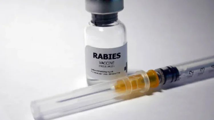 Dispangtan Cimahi Siapkan 1.400 Vaksin Rabies Gratis, Anjing Liar Ikut Jadi Sasaran