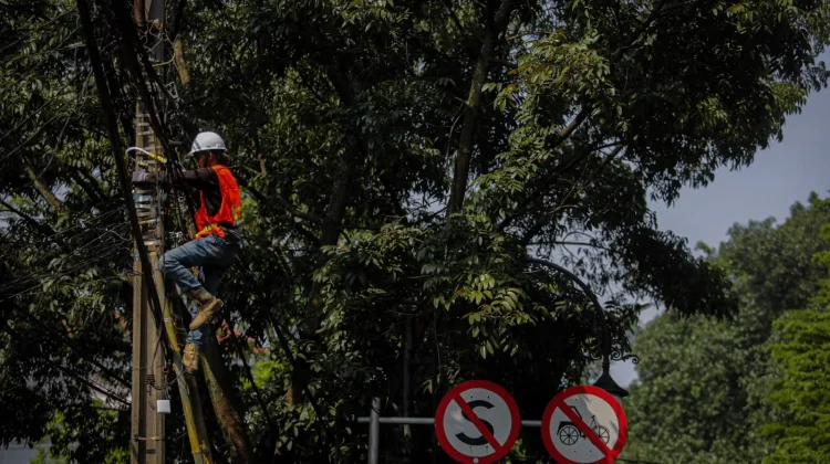 Pemkot Bandung dan PLN Petakan Titik Rawan Kabel Listrik Dekat Pepohonan
