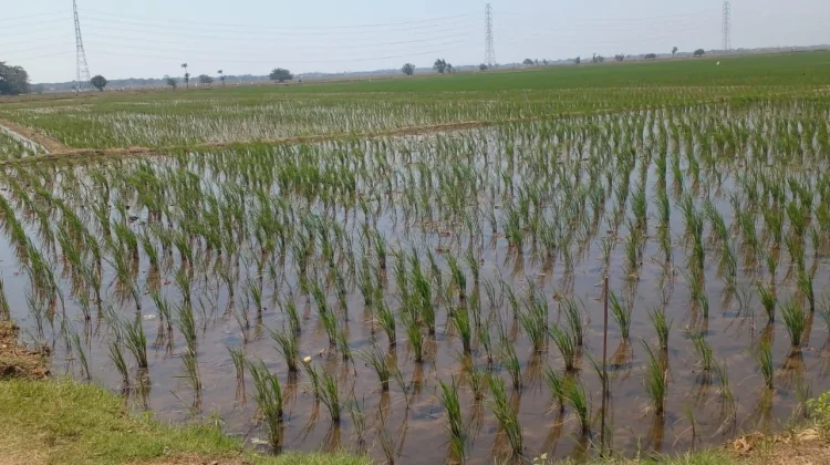 Intrusi Air Laut, 100 Hektar Lahan Sawah, Petani Legonkulon Terancam Gagal Panen