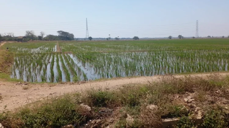 Gagal Panen Mengancam, Petani Legonkulon Subang Minta Solusi Pemerintah